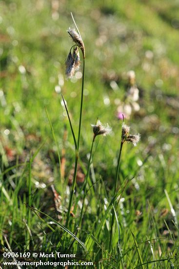 Eriophorum polystachion