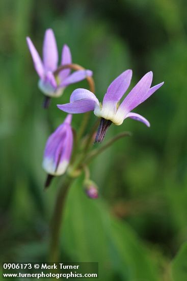 Dodecatheon jeffreyi