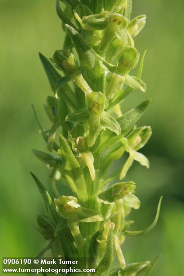 Platanthera hyperborea