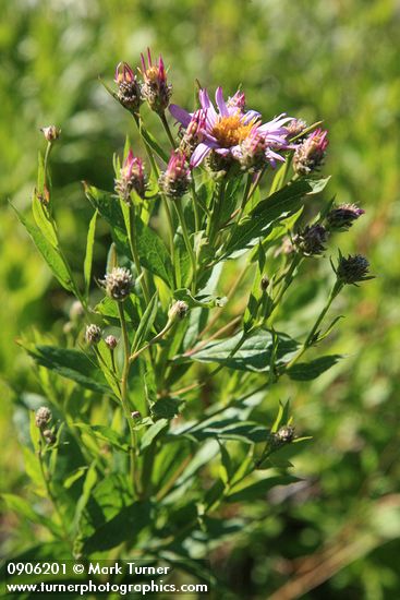 Eucephalus engelmannii (Aster engelmannii)