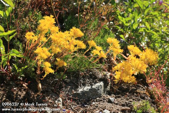 Sedum lanceolatum