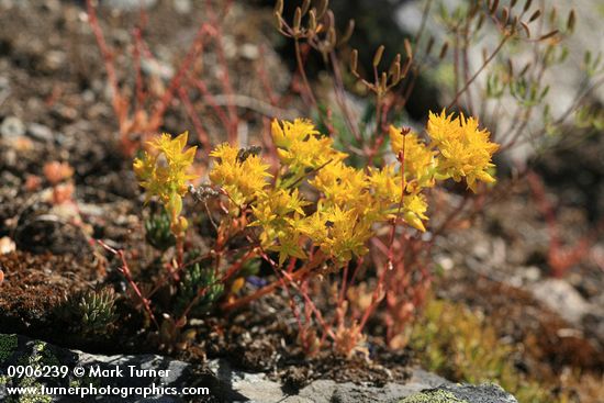 Sedum lanceolatum
