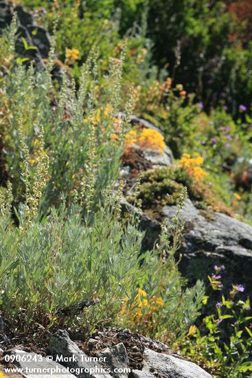 Artemisia ludoviciana