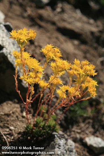 Sedum lanceolatum