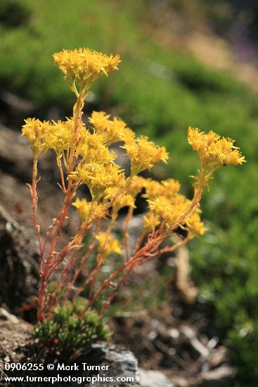 Sedum lanceolatum