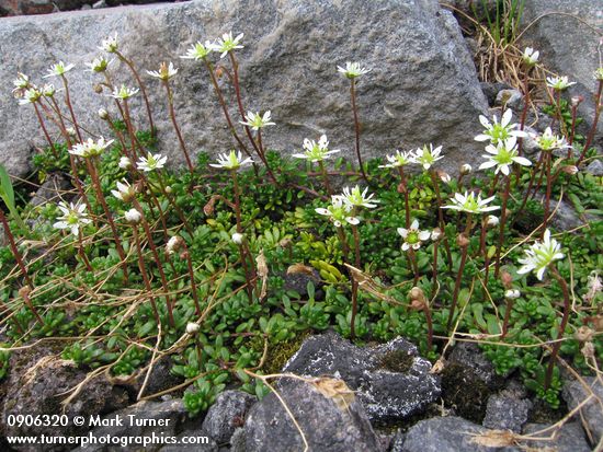 Saxifraga tolmiei