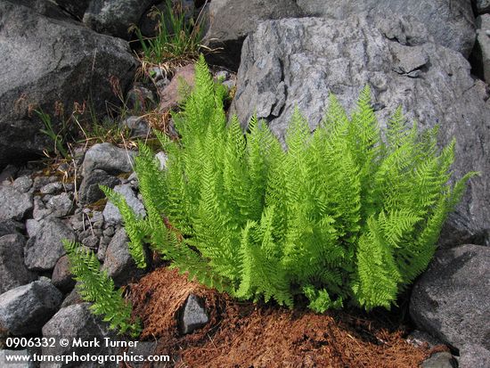 Athyrium americanum