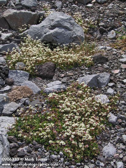 Saxifraga tolmiei