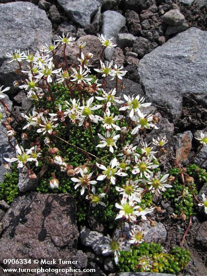 Saxifraga tolmiei