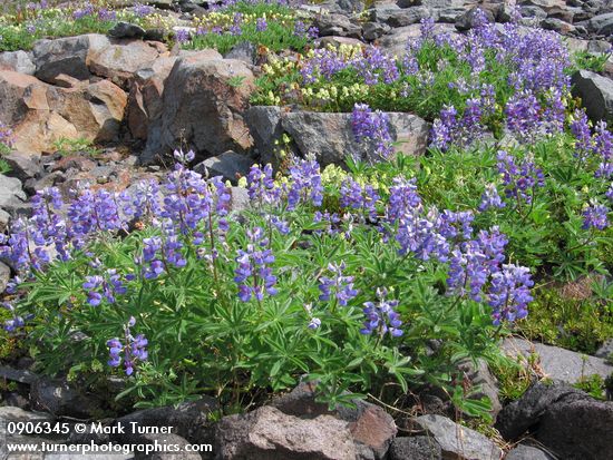 Lupinus latifolius; Luetkea pectinata