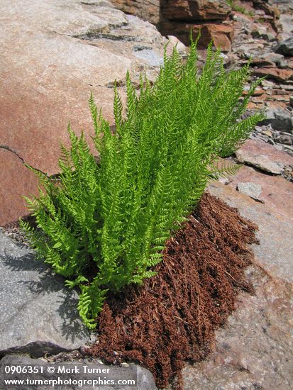 Athyrium americanum