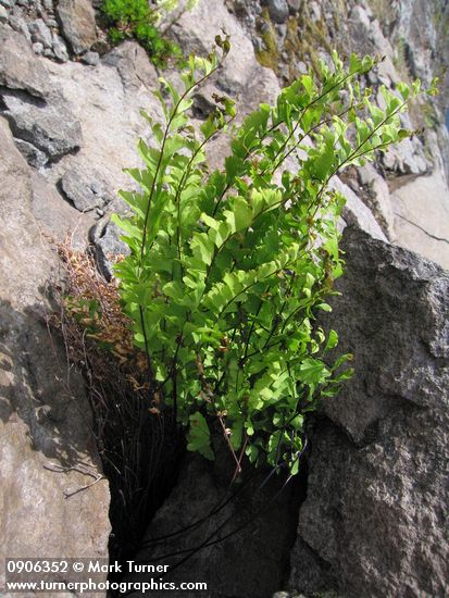 Adiantum aleuticum