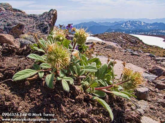 Phacelia leptosepala