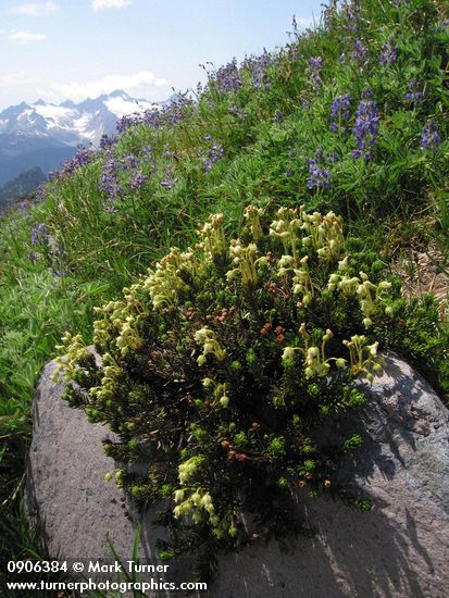 Phyllodoce glanduliflora
