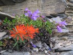 Cliff Paintbrush & Davidson's Penstemon on fractured rock cliff