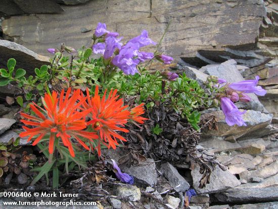Castilleja rupicola; Penstemon davidsonii