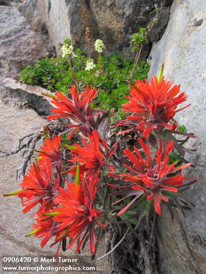 Castilleja rupicola; Luetkea pectinata