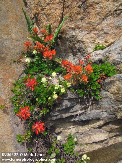 Castilleja rupicola; Luetkea pectinata
