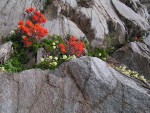 Cliff Paintbrush & Patridgefoot on rock cliff