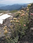 Rosy Pussytoes on glacial moraine