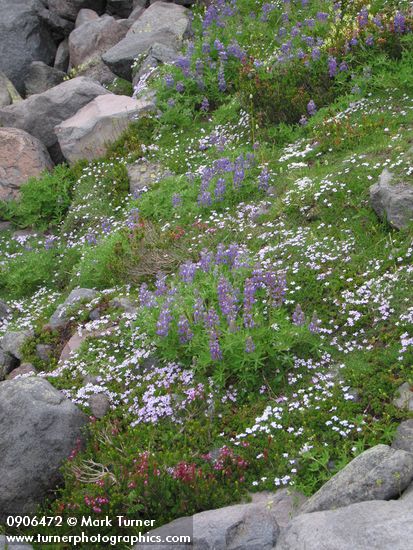 Lupinus latifolius; Phlox diffusa; Phyllodoce empetriformis