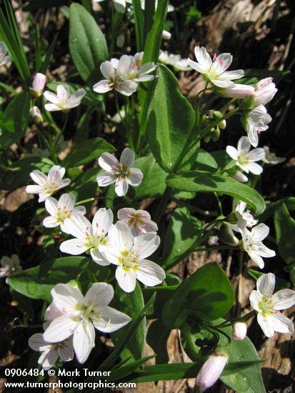 Claytonia lanceolata