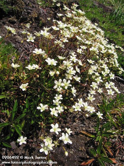Saxifraga bronchialis
