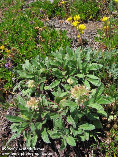 Phacelia leptosepala