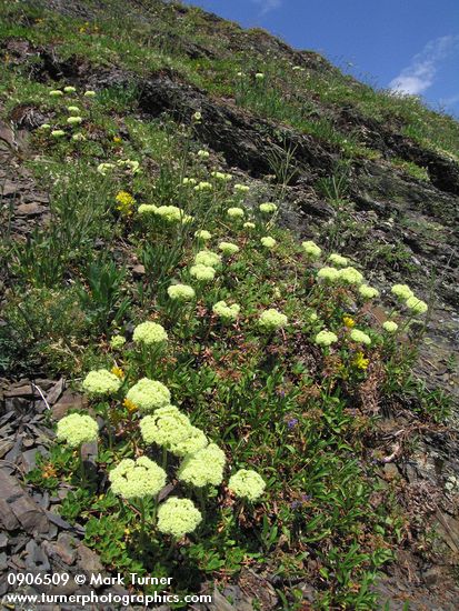 Eriogonum umbellatum