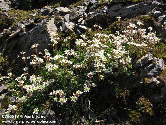 Saxifraga tolmiei
