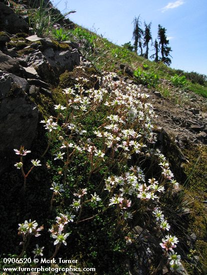 Saxifraga tolmiei