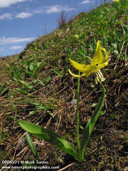 Erythronium grandiflorum