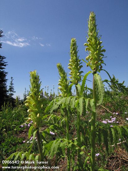Pedicularis bracteosa