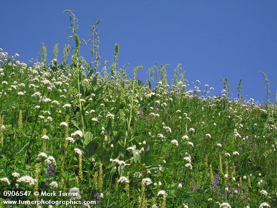 Valeriana sitchensis; Pedicularis bracteosa; Valeriana viride