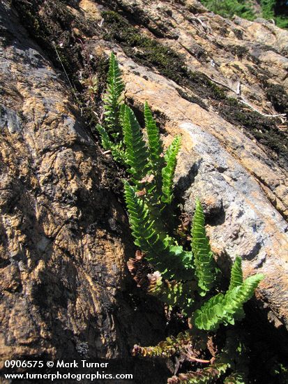 Polystichum lemmonii