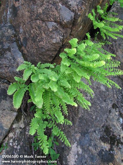 Adiantum aleuticum