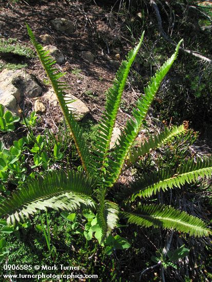 Polystichum imbricans