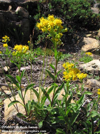 Solidago multiradiata