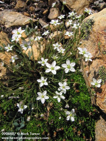 Minuartia rubella