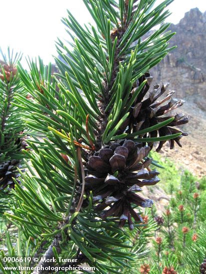 Pinus contorta