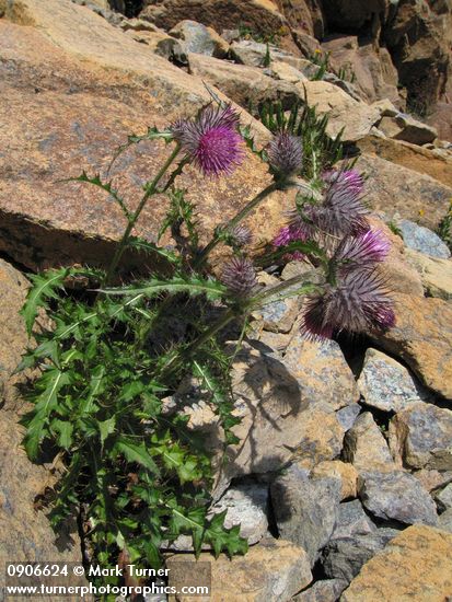 Cirsium edule