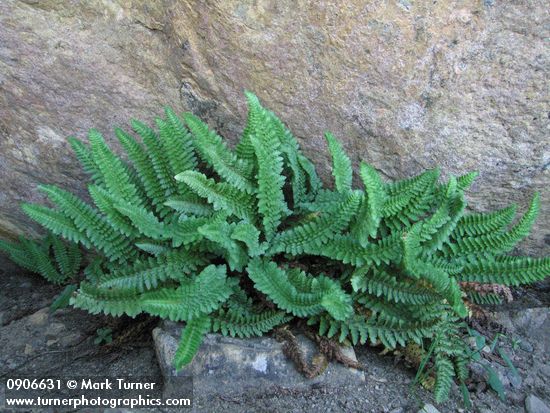 Polystichum lemmonii