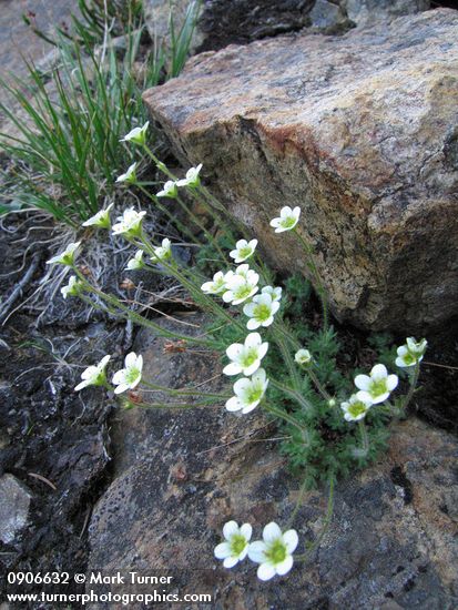 Saxifraga caespitosa