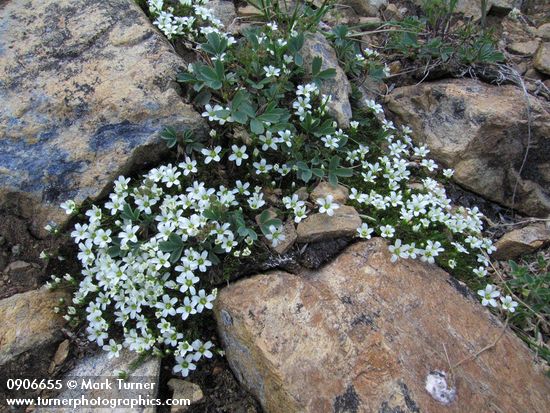 Saxifraga caespitosa
