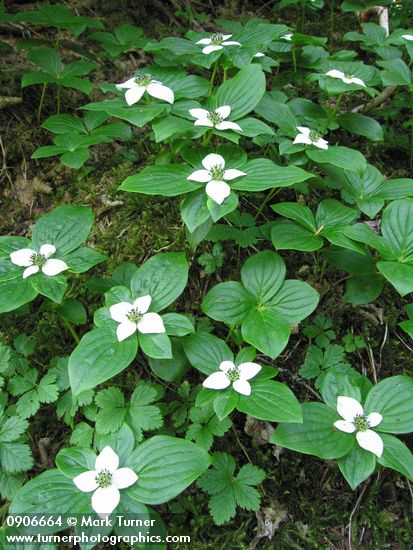 Cornus unalaschkensis