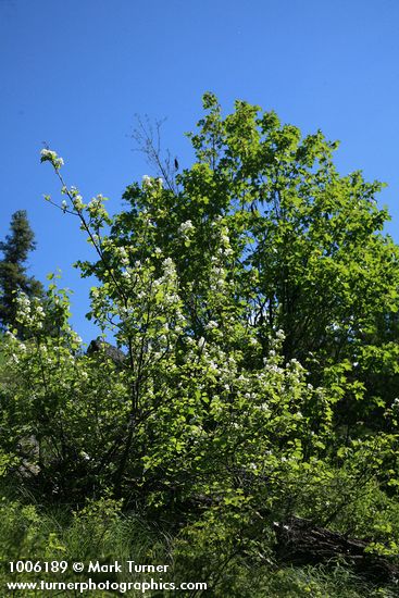 Amelanchier alnifolia