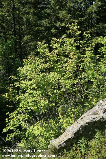 Acer glabrum var. douglasii