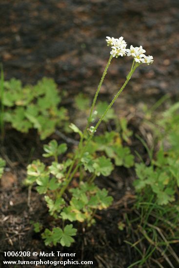 Suksdorfia ranunculifolia