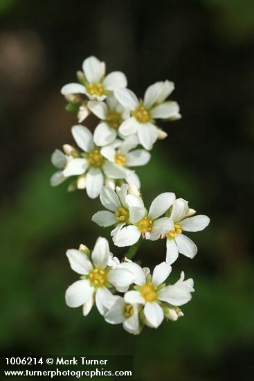 Suksdorfia ranunculifolia