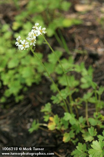 Suksdorfia ranunculifolia
